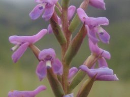 Disa stachyoides advertising pollinator food